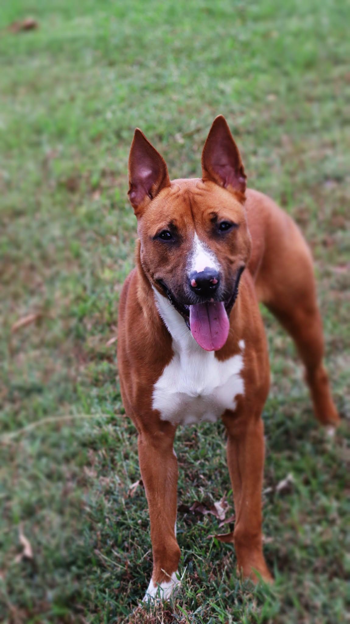 Enlarge Reynolds, a Adoptable mixed breed in Collierville, TN image 4/4