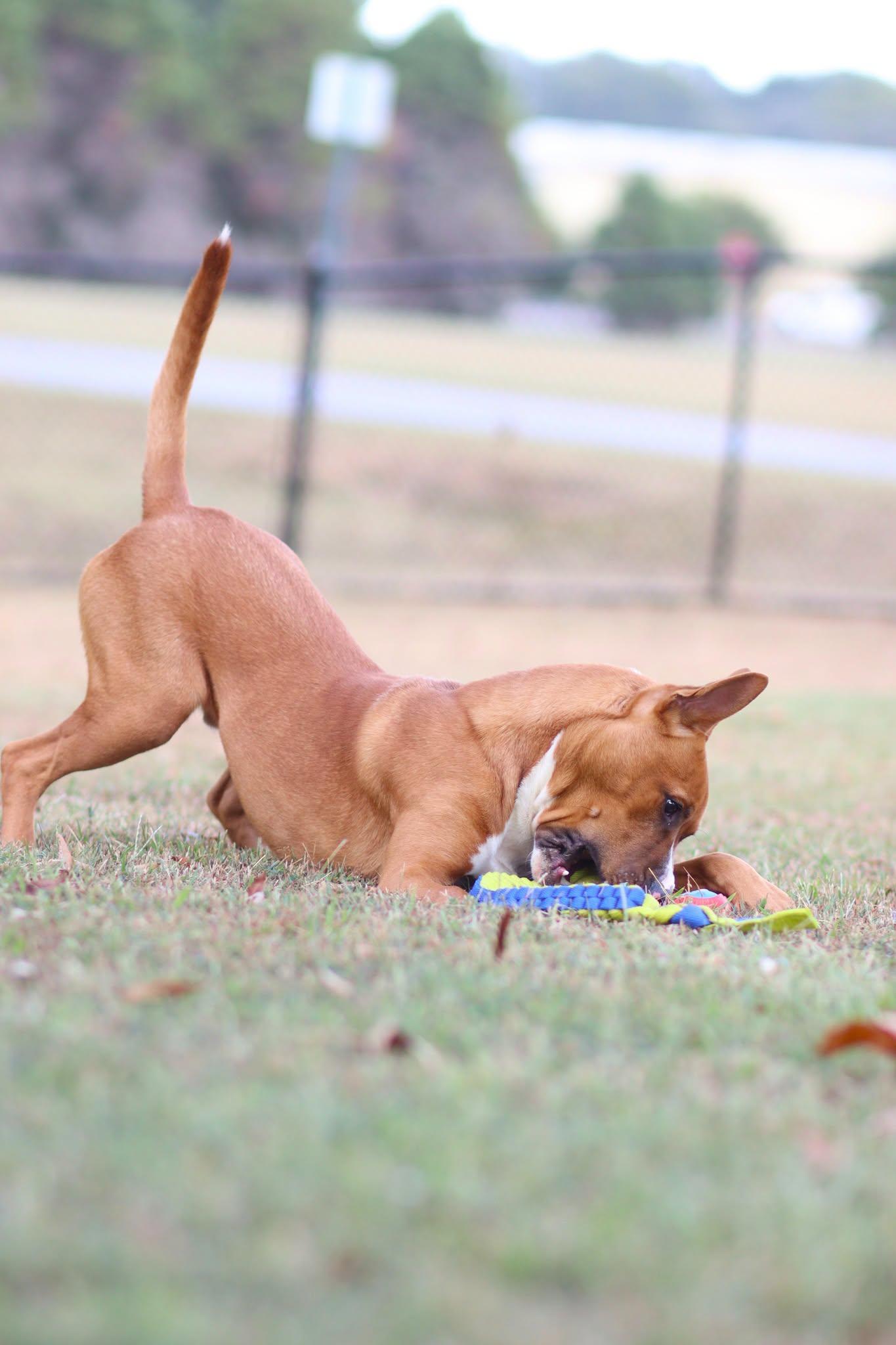 Enlarge Reynolds, a Adoptable mixed breed in Collierville, TN image 2/4