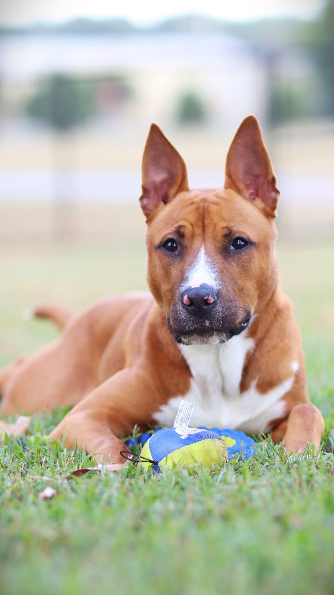 Enlarge Reynolds, a Adoptable mixed breed in Collierville, TN image 1/4