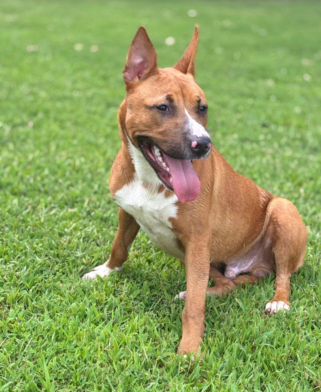 Reynolds, a ADOPTABLE mixed breed in Collierville, TN image 1/2