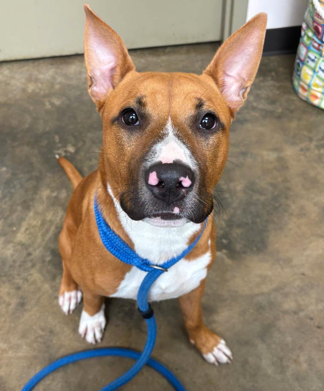 Reynolds, a ADOPTABLE mixed breed in Collierville, TN image 2/2