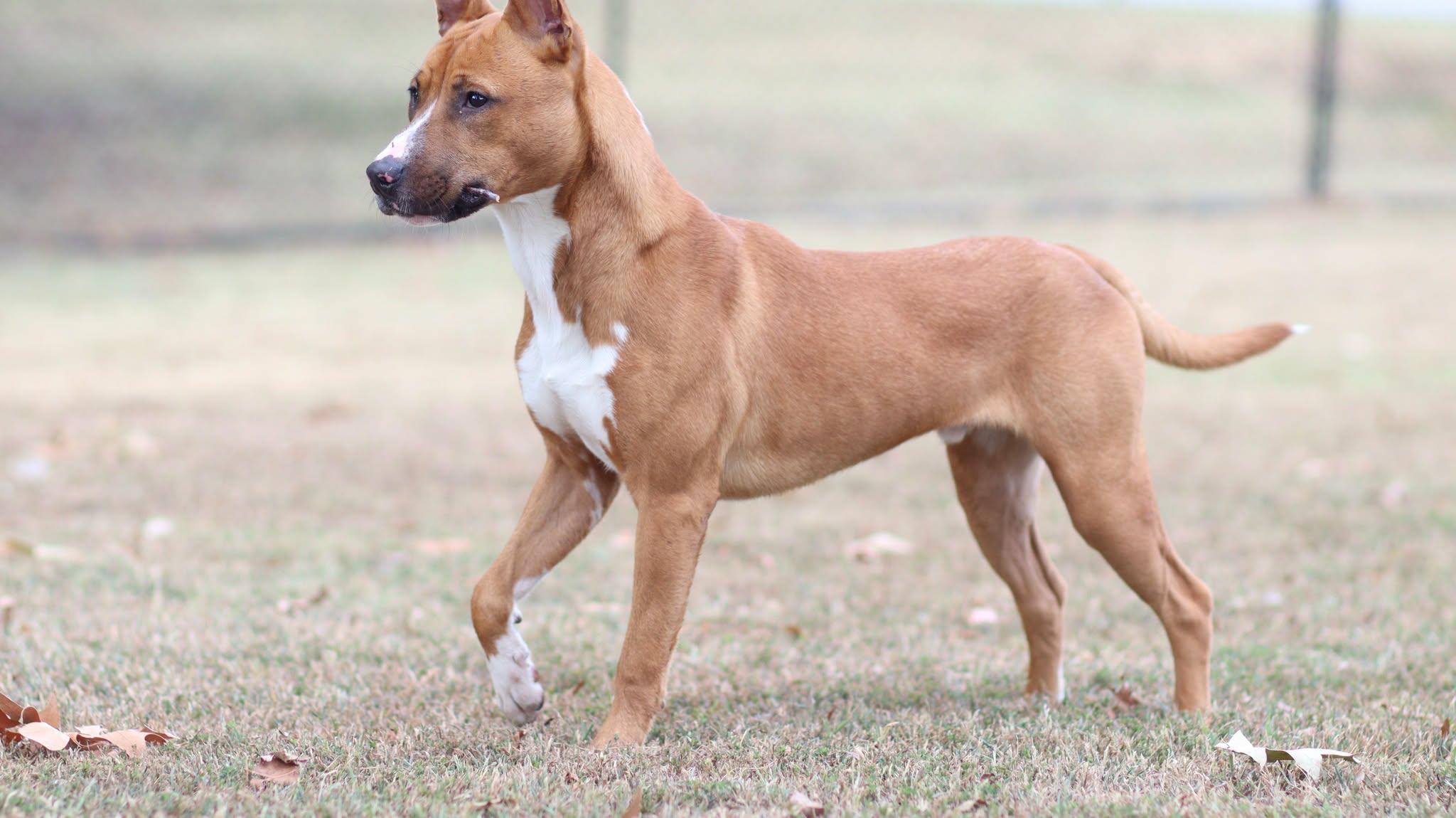 Enlarge Reynolds, a Adoptable mixed breed in Collierville, TN image 3/4