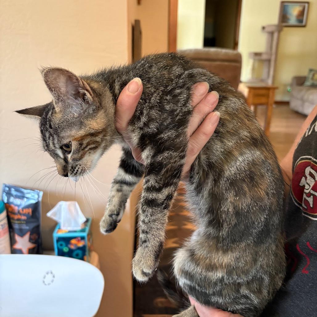 Zipper, Adoptable, Kitten Female Domestic Short Hair.