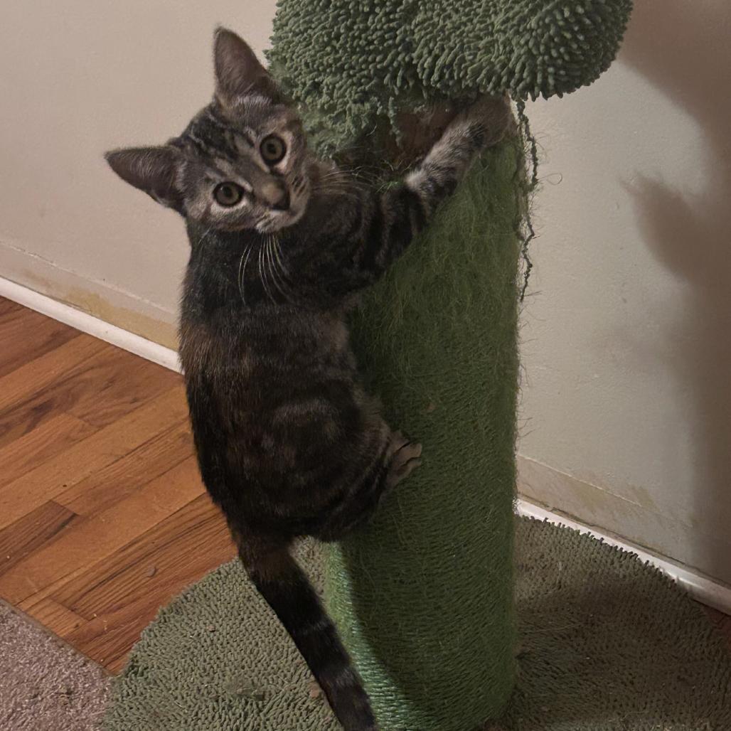 Enlarge Zipper, a Adoptable Domestic Short Hair in Ashland, OR image 2/2