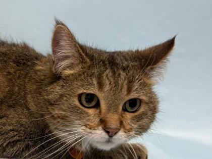 Amanda, Adoptable, Senior Female Domestic Short Hair & Domestic Short Hair.