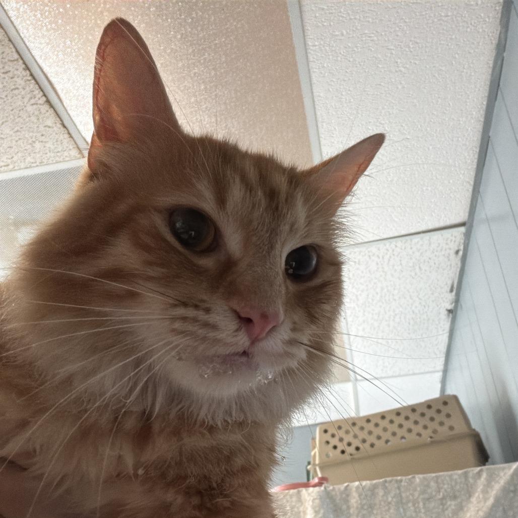 Rory, Adoptable, Adult Female Domestic Medium Hair.
