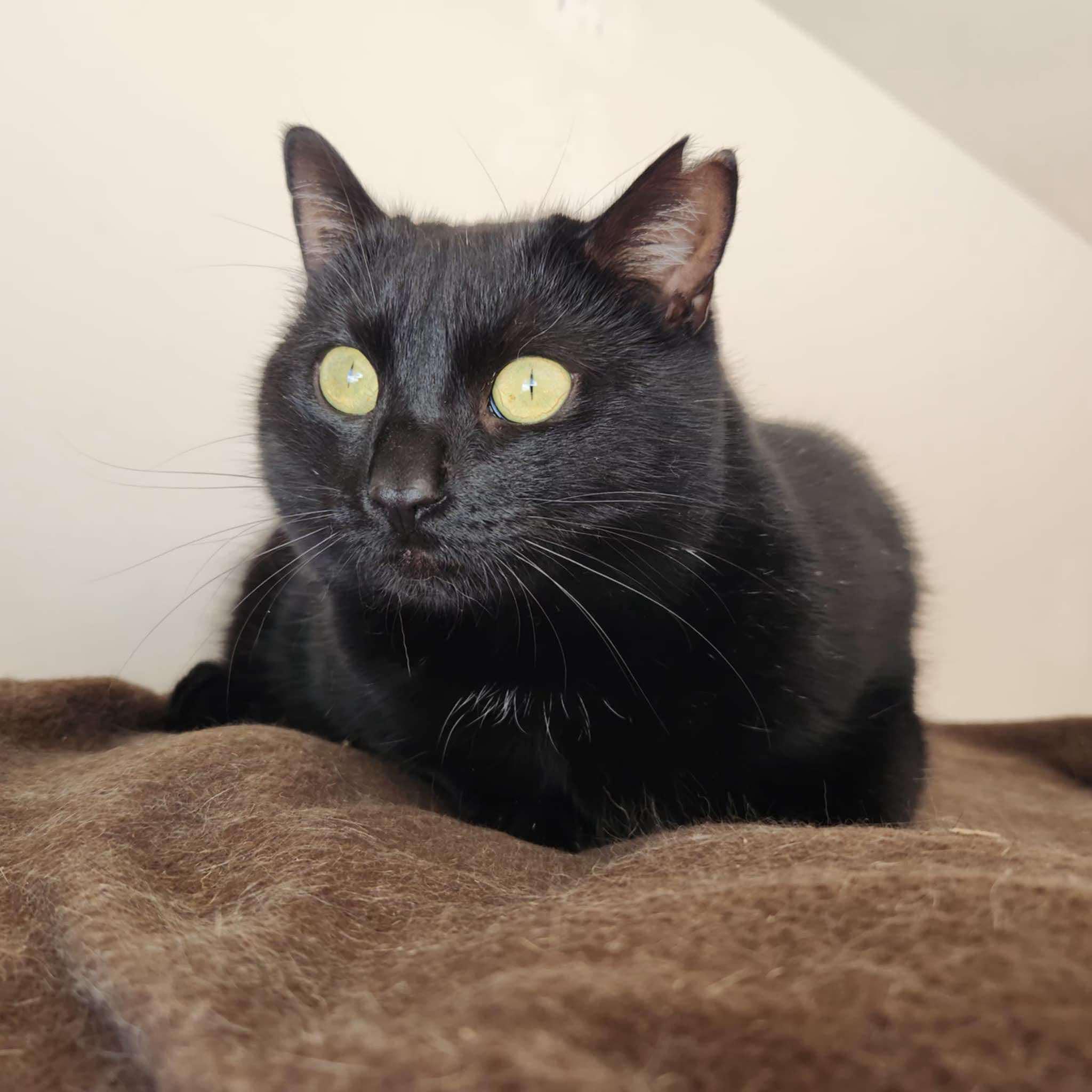 Furie, Adult Female Bombay