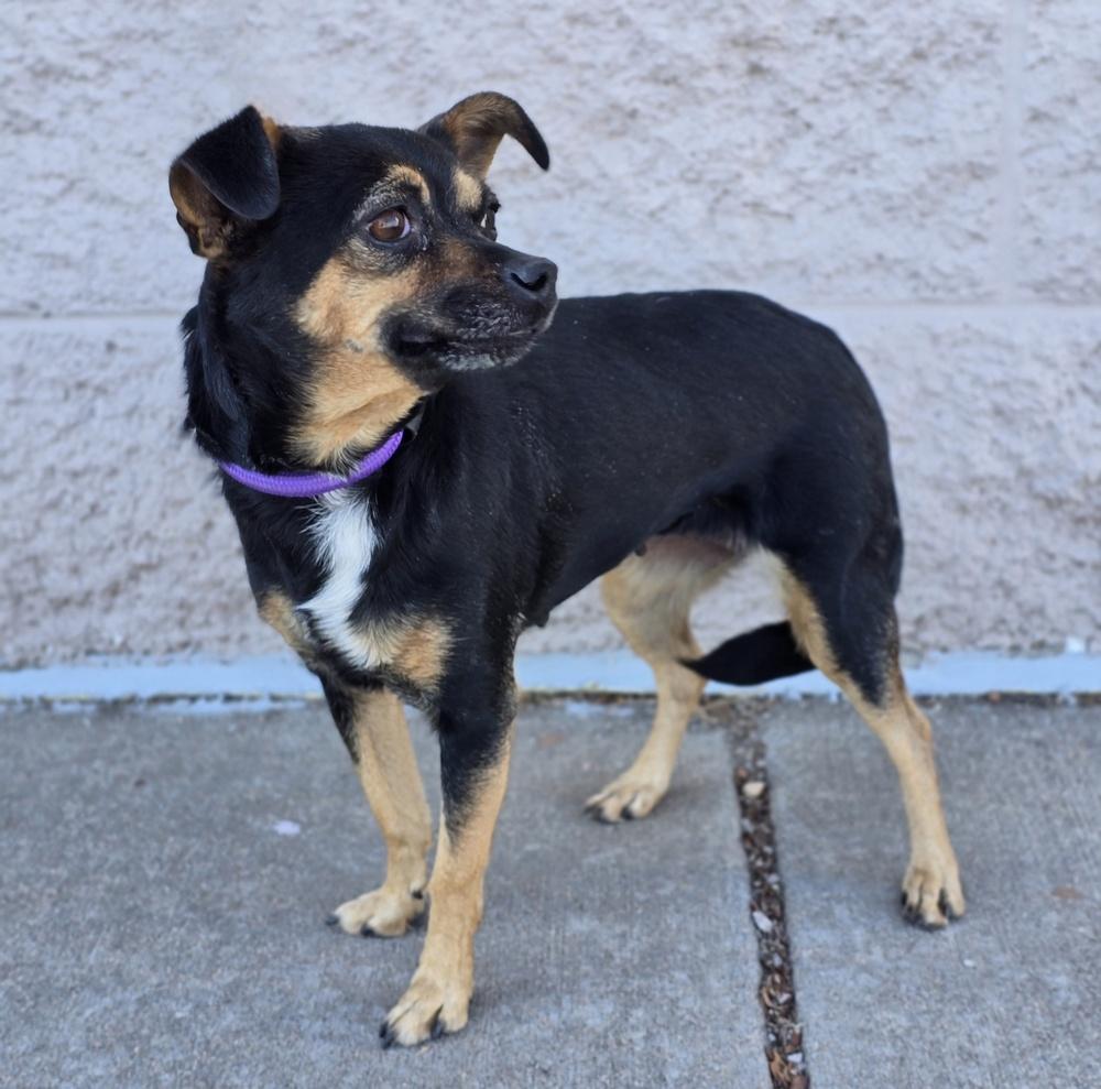 Truffle, Adoptable, Adult Female Chihuahua.