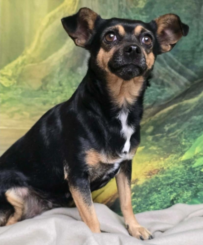 Enlarge Truffle, a Adoptable Chihuahua in Sedalia, CO image 2/4