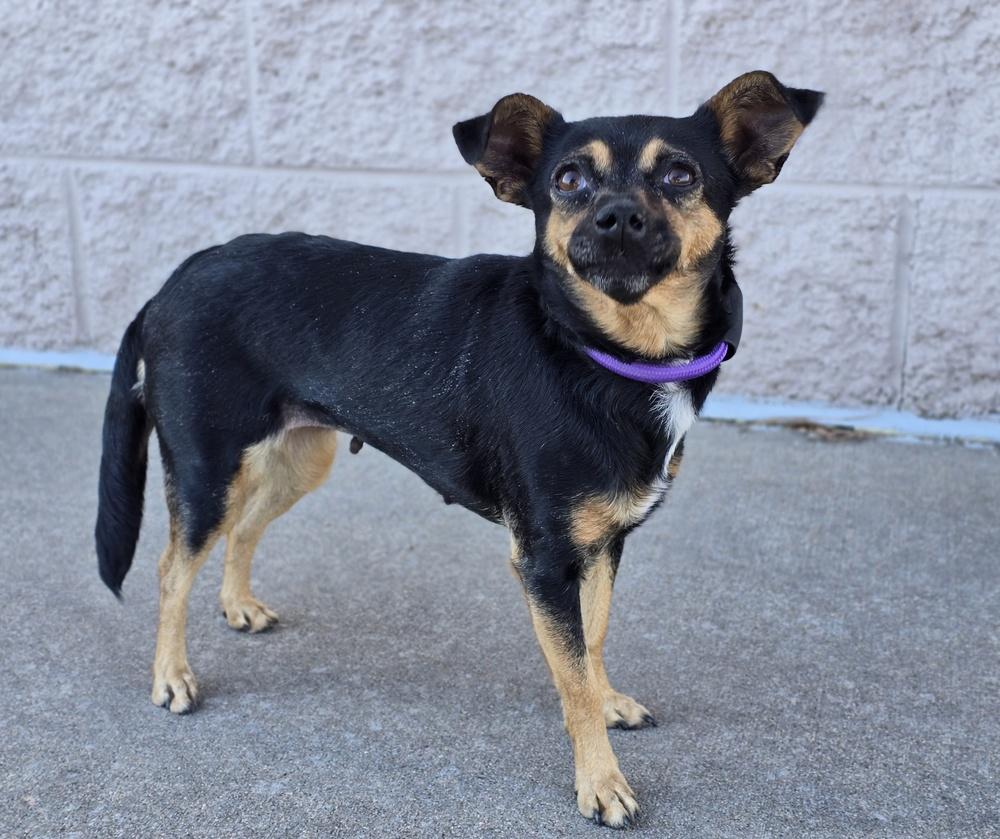 Enlarge Truffle, a Adoptable Chihuahua in Sedalia, CO image 3/6