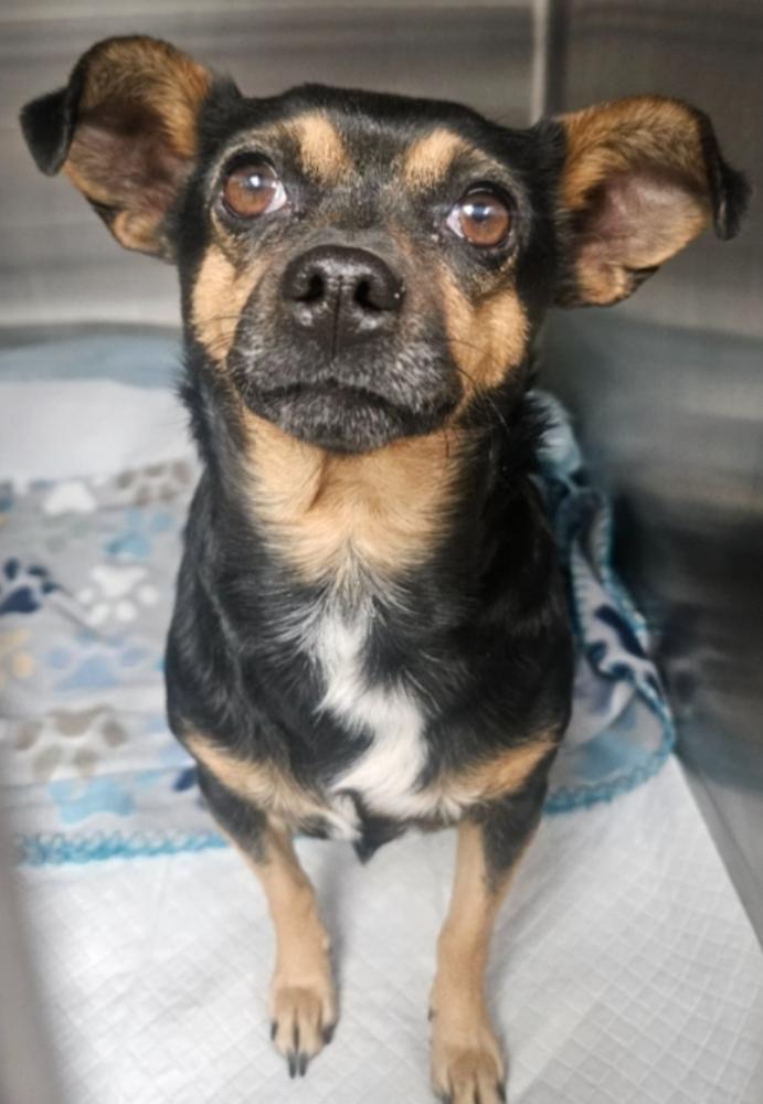Enlarge Truffle, a Adoptable Chihuahua in Sedalia, CO image 4/4