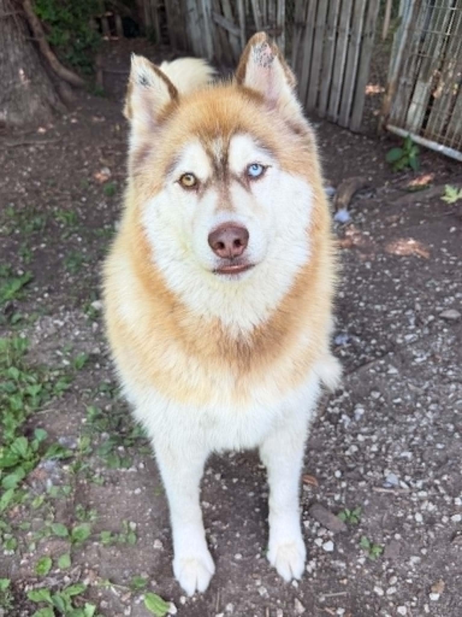 Sloth, adoptable, Adult Male Siberian Husky.