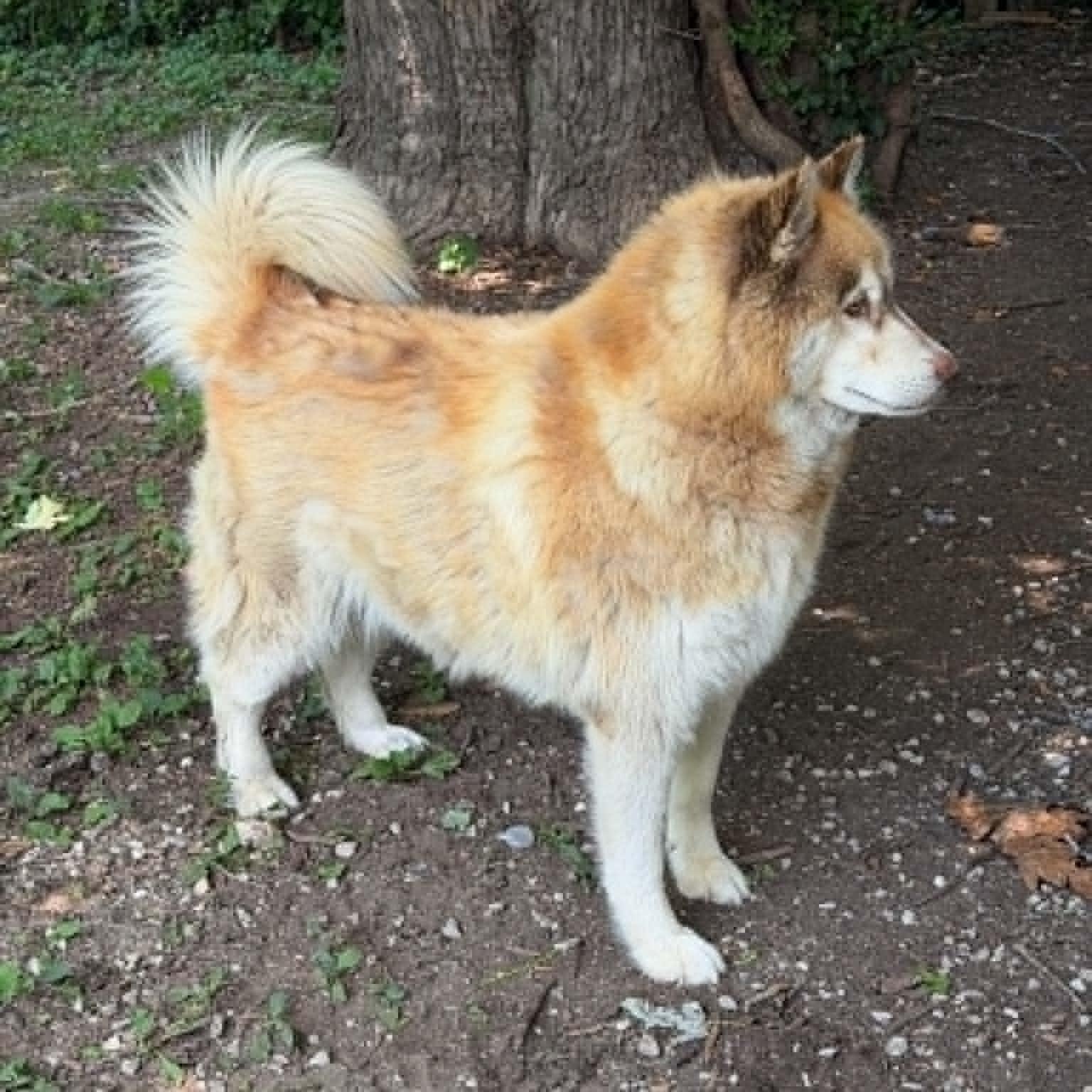Sloth, an adoptable Siberian Husky in Martinsville, IN image 2/2