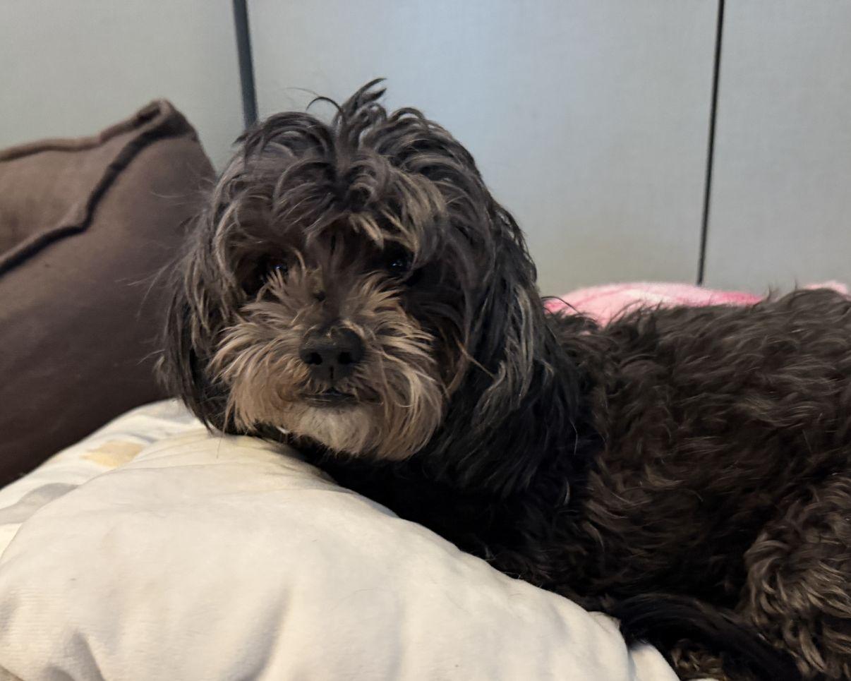 Enlarge Trisha, an adopted mixed breed in El Paso, TX image 4/6