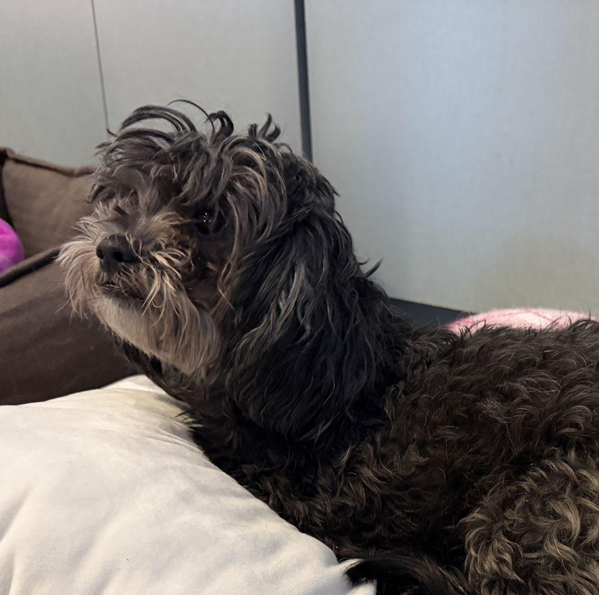 Enlarge Trisha, an adopted mixed breed in El Paso, TX image 5/6