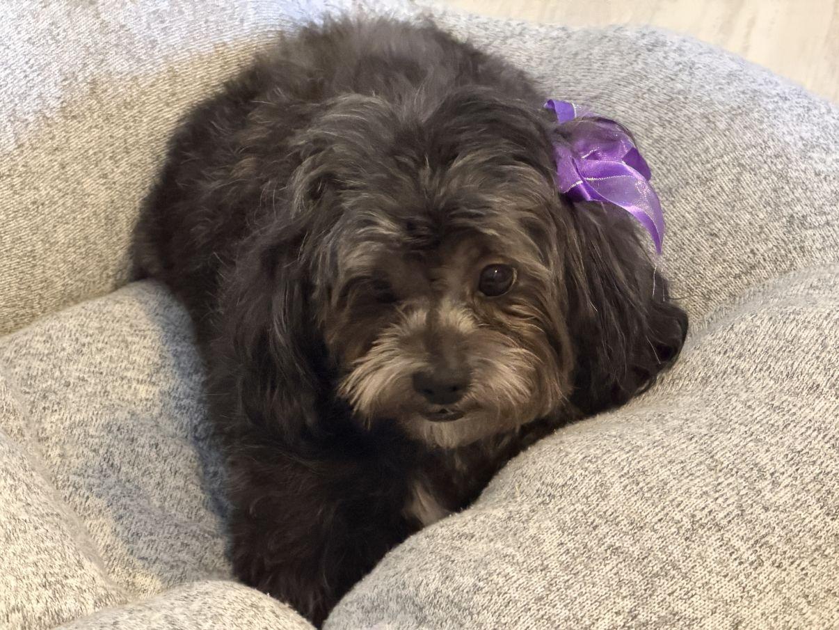 Enlarge Trisha, an adopted mixed breed in El Paso, TX image 3/6