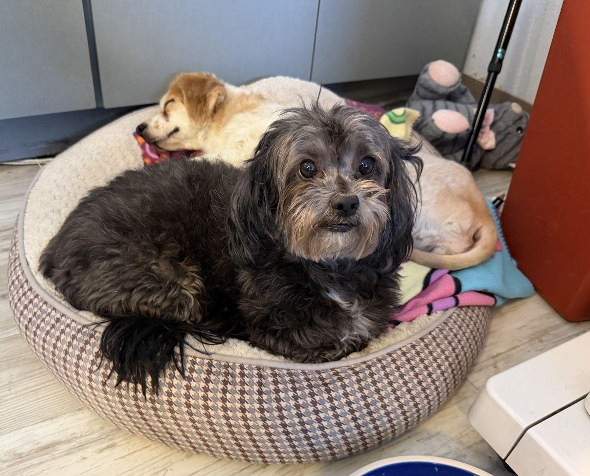 Enlarge Trisha, an adopted mixed breed in El Paso, TX image 2/6