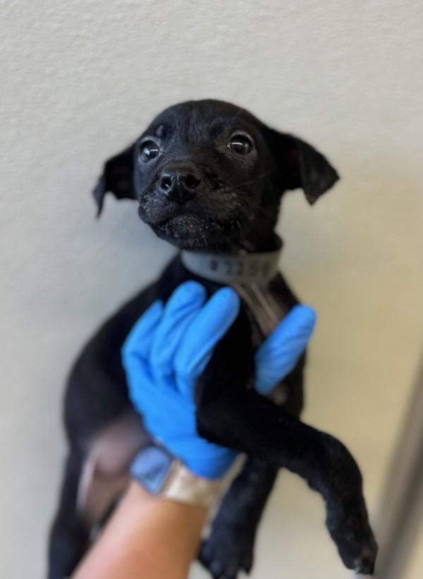 Hunter, Adoptable, Puppy Male Shepherd.