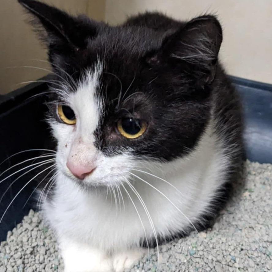 Enlarge TURK, a Adoptable mixed breed in Battle Creek, MI image 1/2