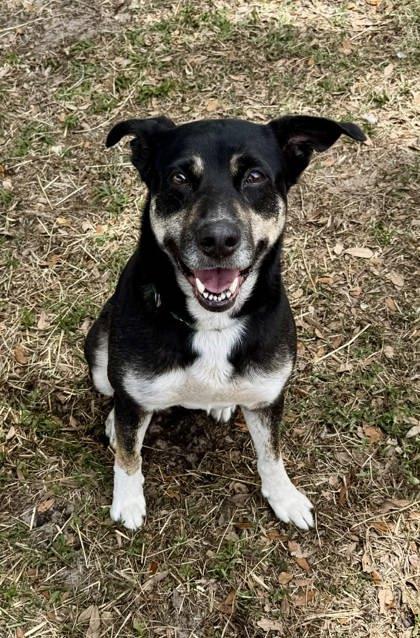 Enlarge Mya, a ADOPTABLE mixed breed in Inverness, FL image 1/3