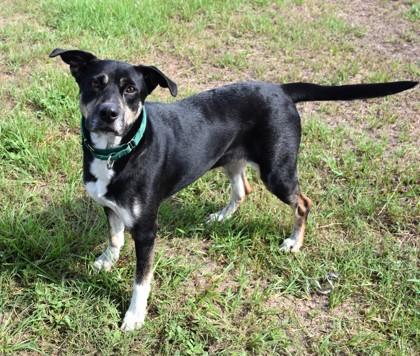 Enlarge Mya, a ADOPTABLE mixed breed in Inverness, FL image 3/3