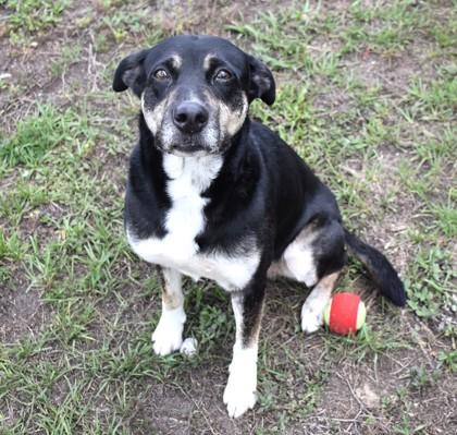 Enlarge Mya, a ADOPTABLE mixed breed in Inverness, FL image 2/3