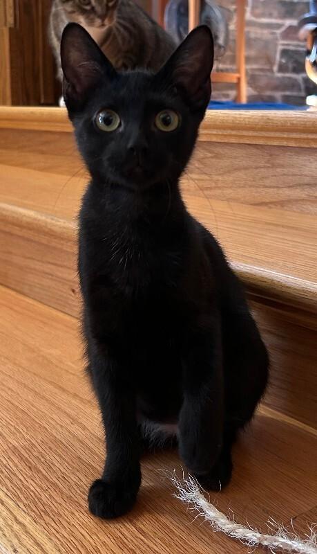 Enlarge Susannah, a Adoptable Domestic Short Hair in Fort Collins, CO image 1/1