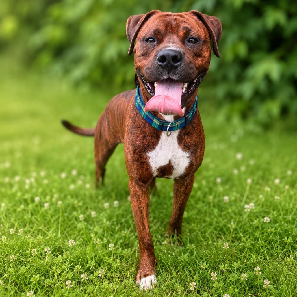 Dwayne "The Rock' Johnson, Adoptable, Adult Male Boxer & Mixed Breed.