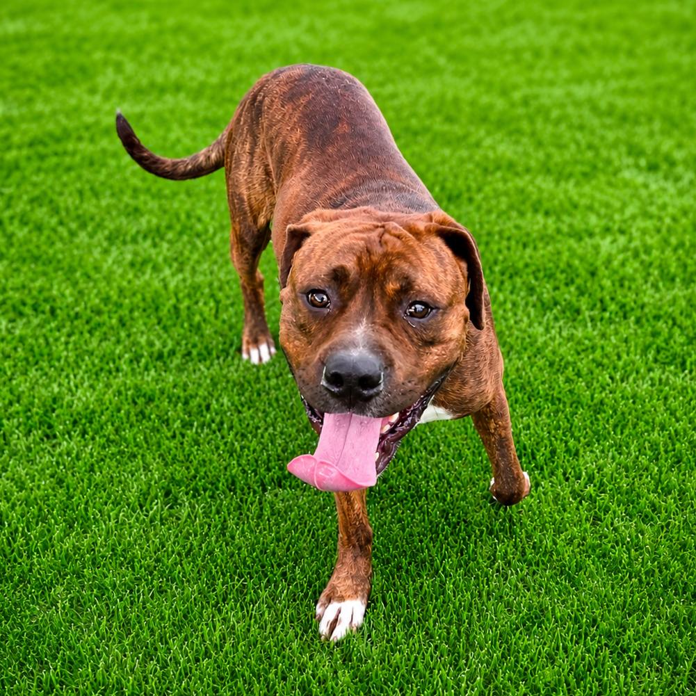 Enlarge Dwayne "The Rock' Johnson, a Adoptable mixed breed in Binghamton, NY image 3/6