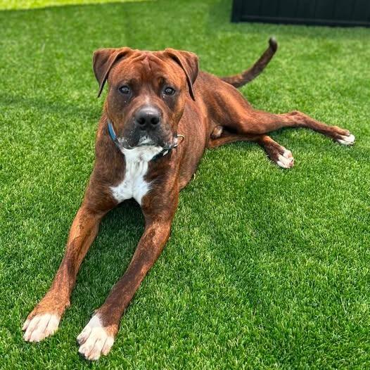 Enlarge Dwayne "The Rock' Johnson, a Adoptable mixed breed in Binghamton, NY image 4/6