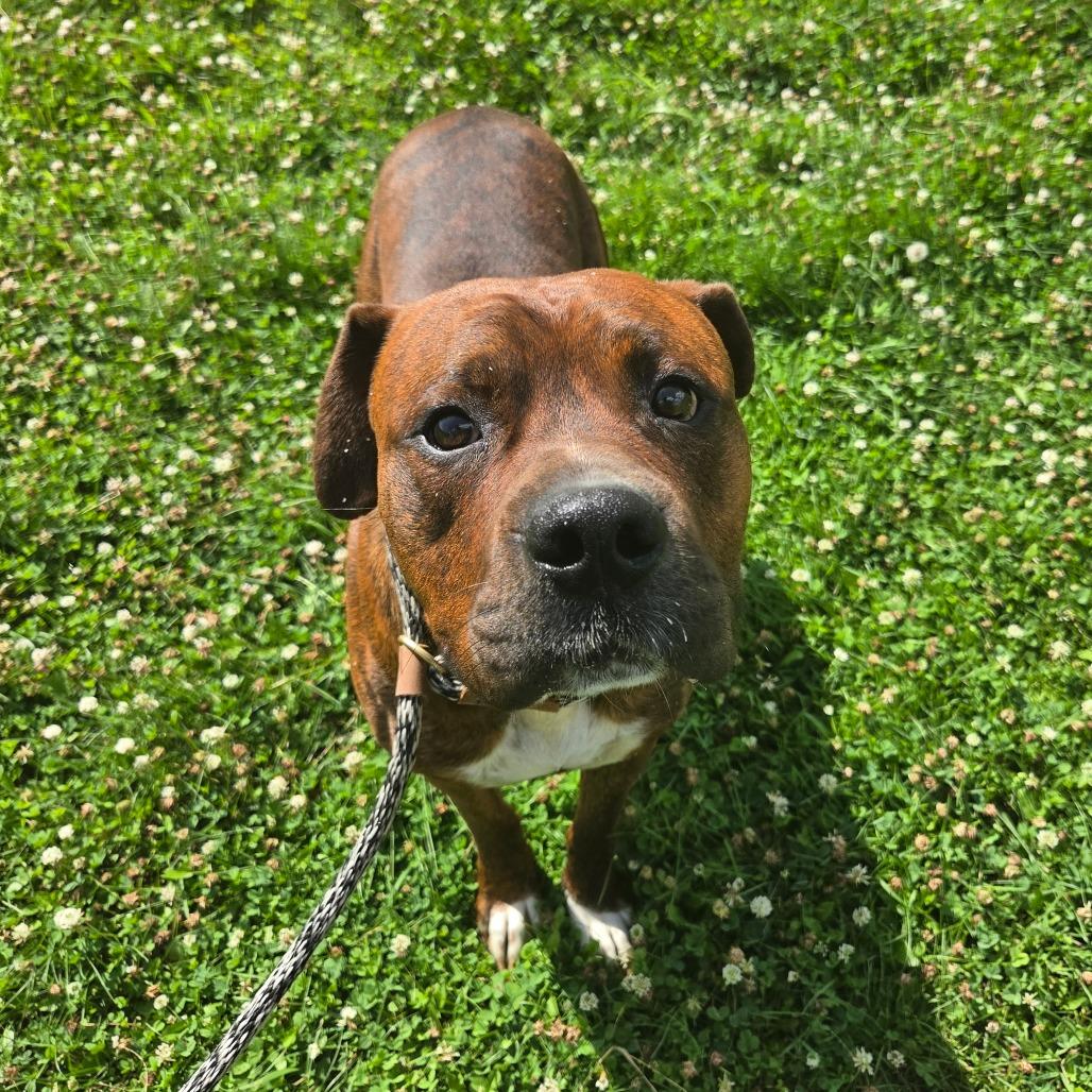 Enlarge Dwayne "The Rock' Johnson, a Adoptable mixed breed in Binghamton, NY image 6/6