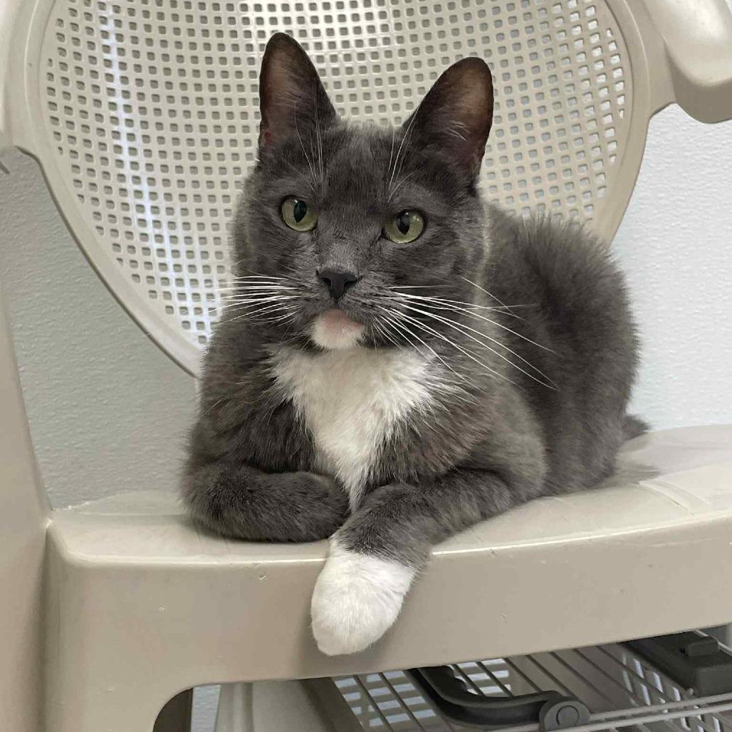 Bella, Adoptable, Senior Female Domestic Short Hair.