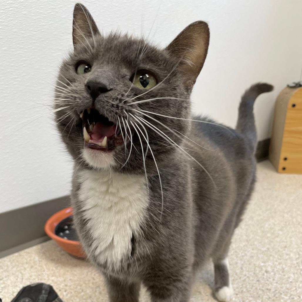 Enlarge Bella, a Adoptable Domestic Short Hair in St. Helena, CA image 2/6