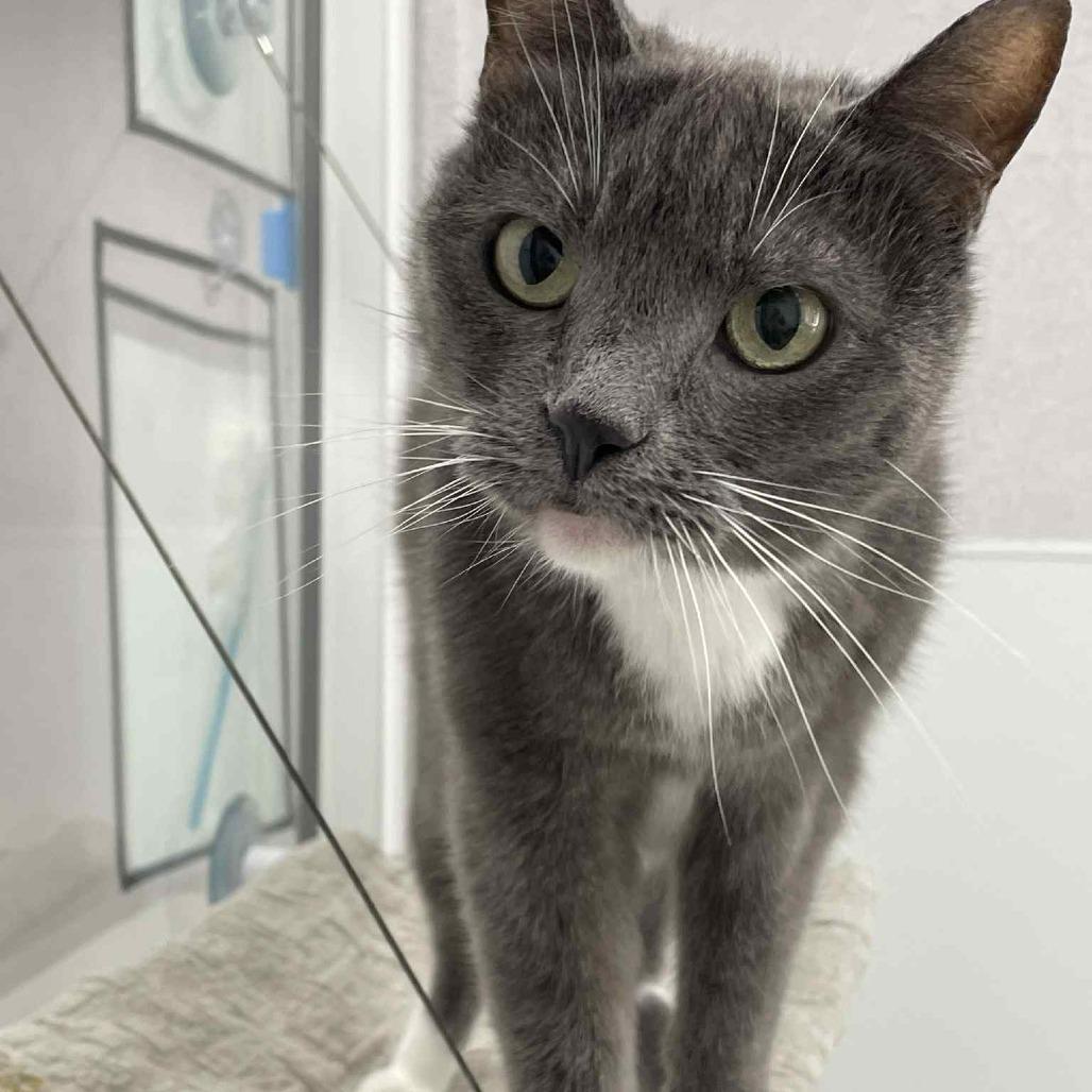 Enlarge Bella, a Adoptable Domestic Short Hair in St. Helena, CA image 4/6