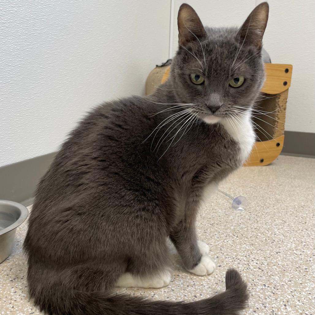 Enlarge Bella, a Adoptable Domestic Short Hair in St. Helena, CA image 5/6