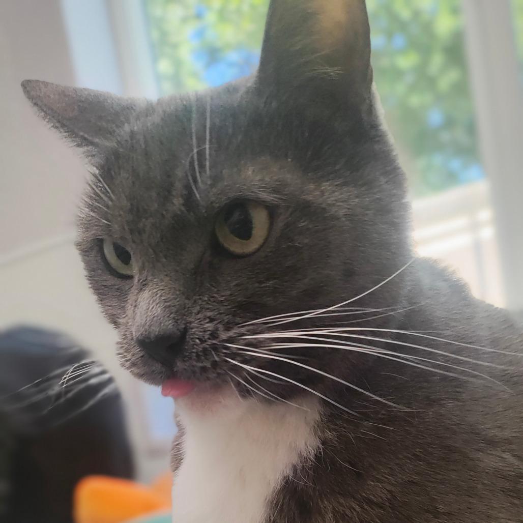 Enlarge Bella, a Adoptable Domestic Short Hair in St. Helena, CA image 6/6