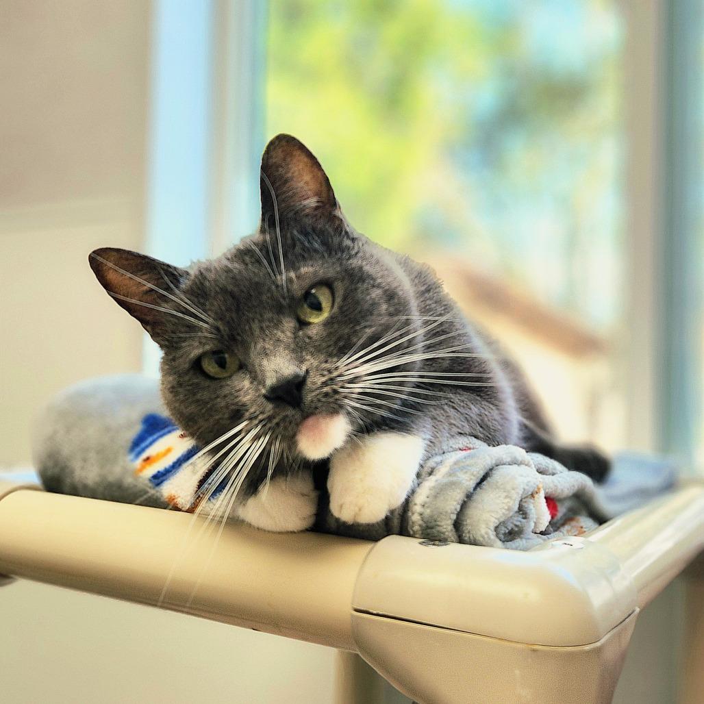 Enlarge Bella, a Adoptable Domestic Short Hair in St. Helena, CA image 6/6