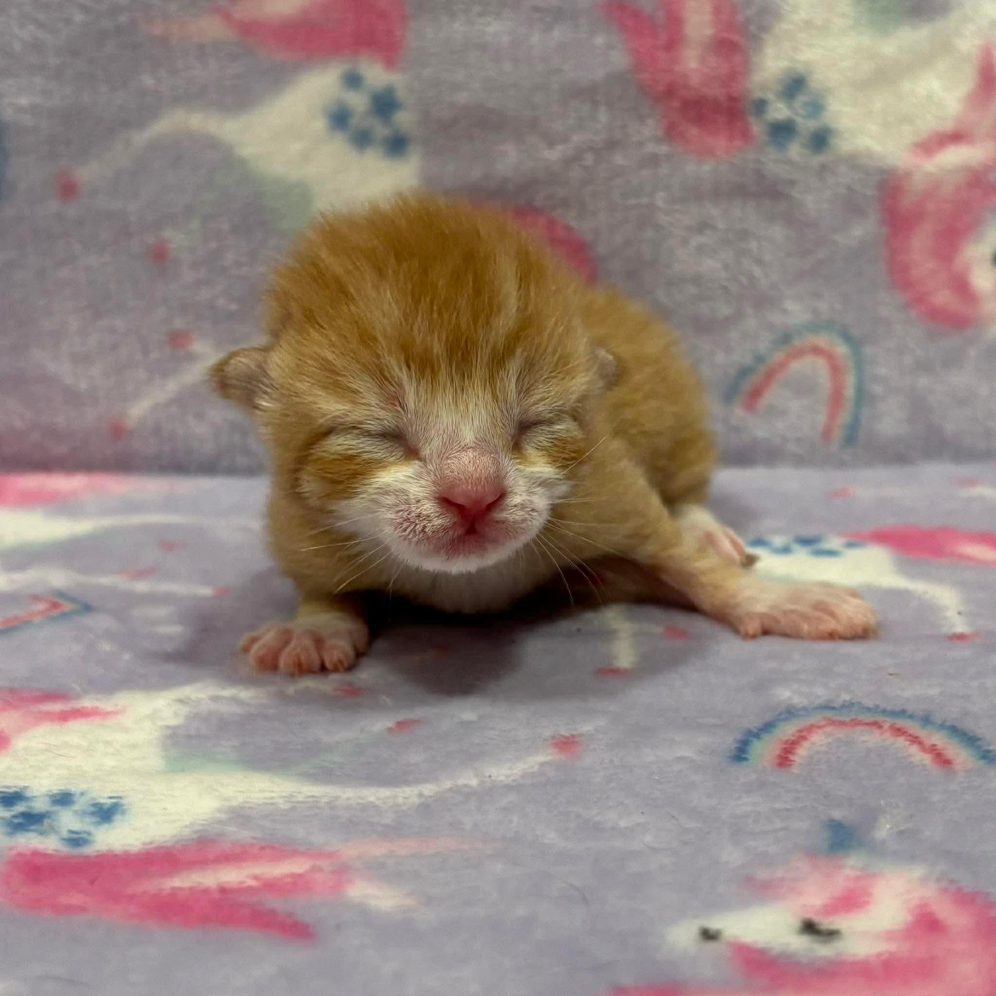 SQUEAK, an adopted Domestic Short Hair in Tillsonburg, ON image 2/3