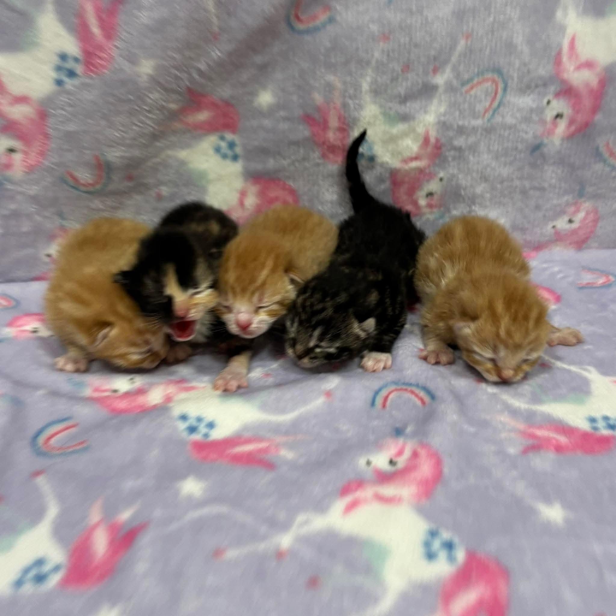 SQUEAK, an adopted Domestic Short Hair in Tillsonburg, ON image 3/3