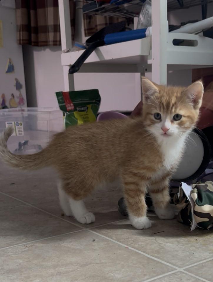 SQUEAK, adopted, Kitten Male Domestic Short Hair.
