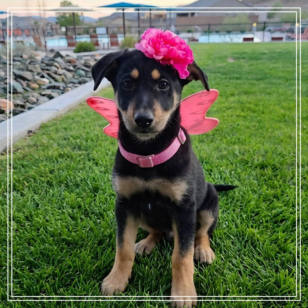 Aerin, a Adoptable Australian Kelpie in Chandler, AZ image 2/6