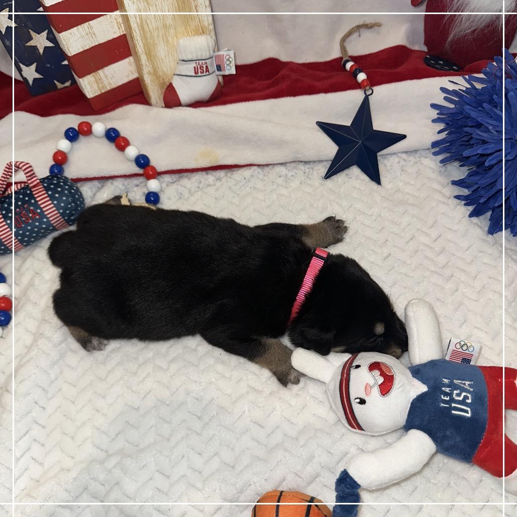 Aerin, a Adoptable Australian Kelpie in Chandler, AZ image 5/6