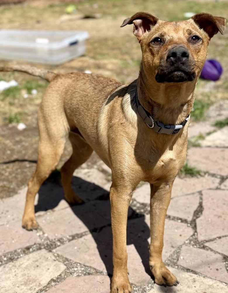 Marty, Adoptable, Young Male Cattle Dog & Shepherd.