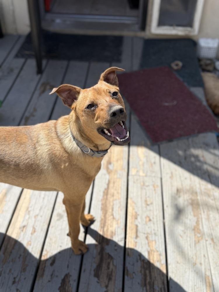Enlarge Marty, a Adoptable mixed breed in Denver, CO image 2/6