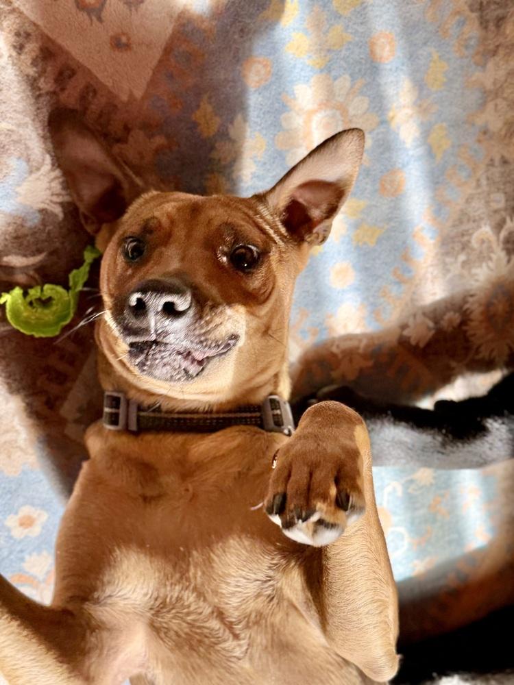 Enlarge Marty, a Adoptable mixed breed in Denver, CO image 3/6
