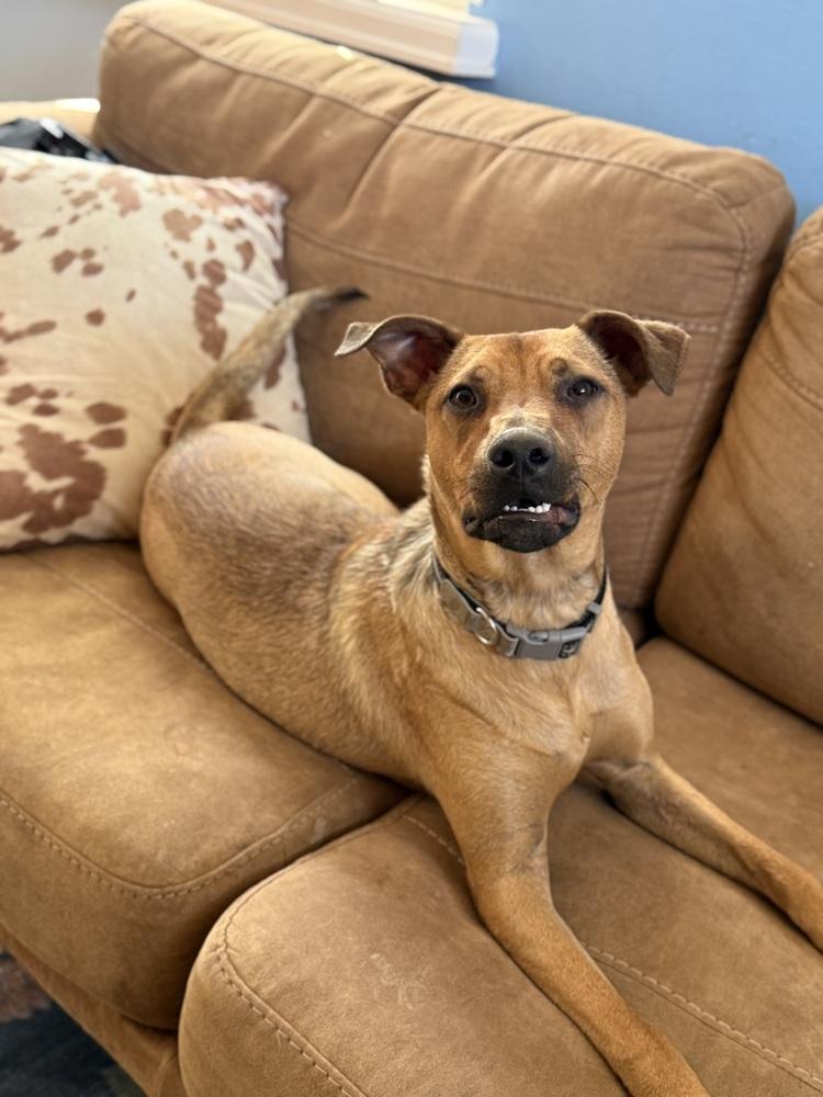 Enlarge Marty, a Adoptable mixed breed in Denver, CO image 4/6