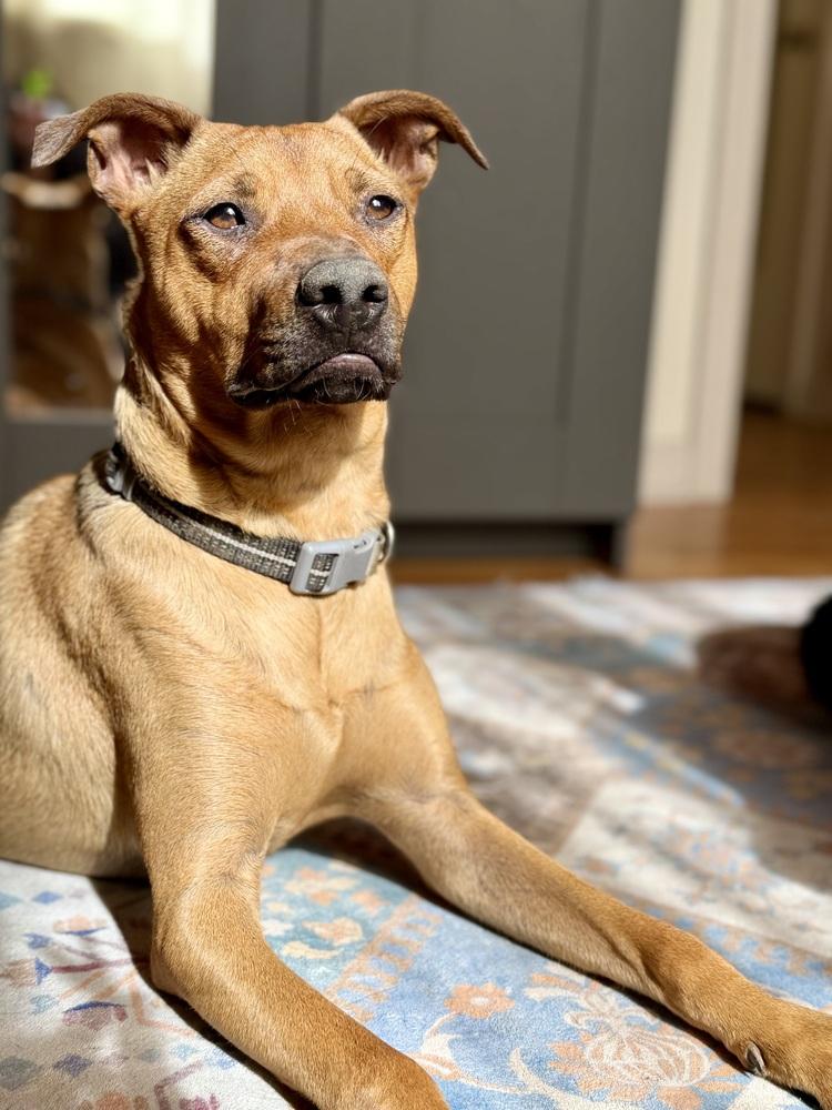 Enlarge Marty, a Adoptable mixed breed in Denver, CO image 5/6