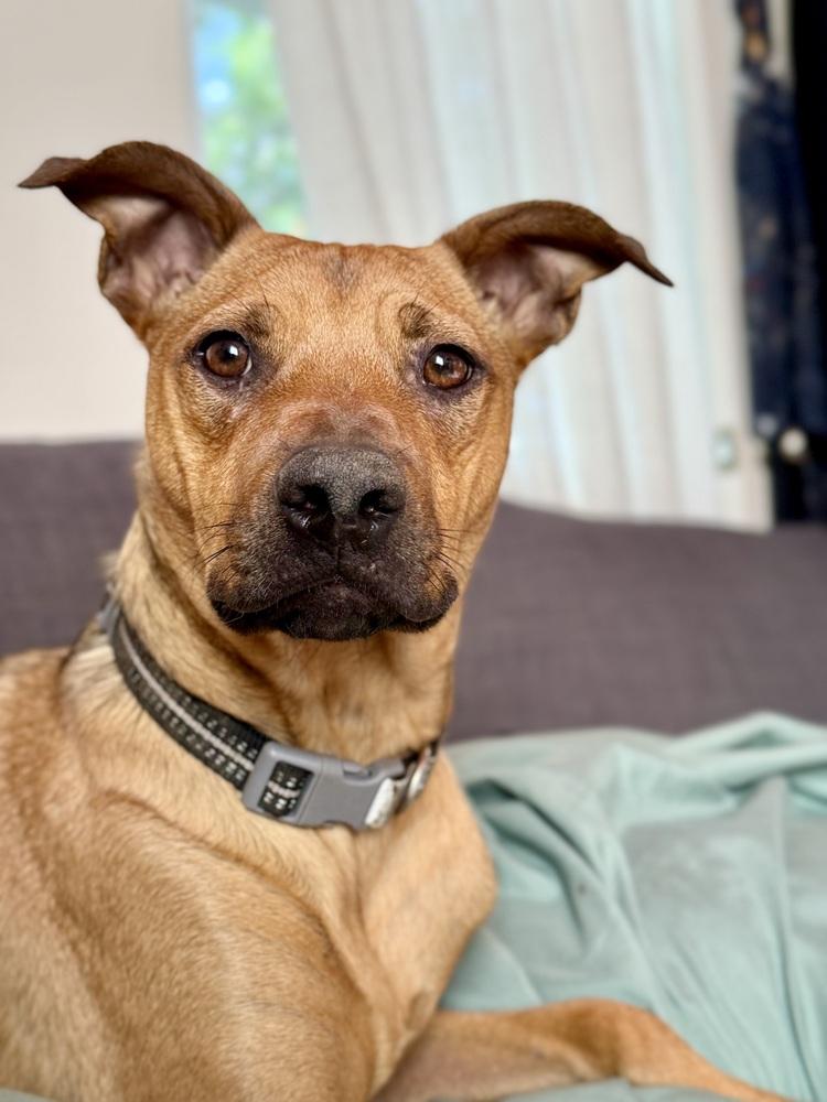 Enlarge Marty, a Adoptable mixed breed in Denver, CO image 6/6