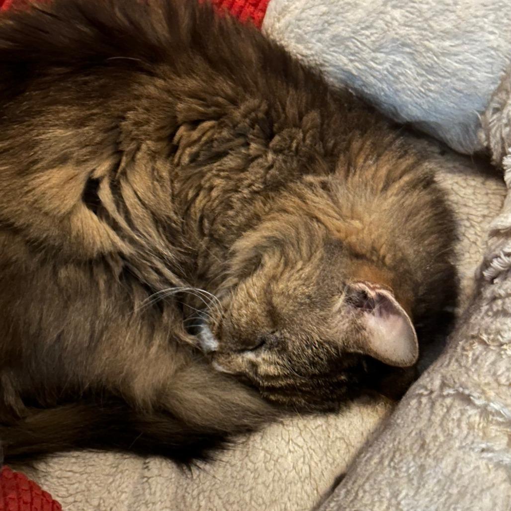 Enlarge Harriet, a Adoptable Domestic Long Hair in Ashland, MA image 2/4