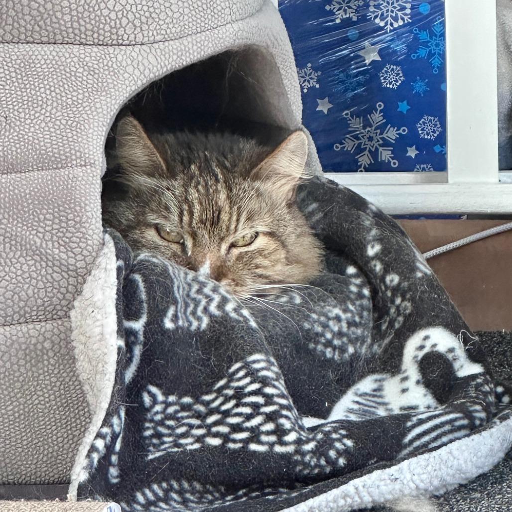 Enlarge Harriet, a Adoptable Domestic Long Hair in Ashland, MA image 3/4